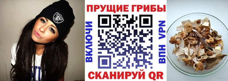 Галлюциногенные грибы Psilocybe  где можно купить наркотик  Мензелинск 